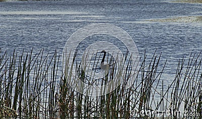 Silhouette of a black swan on a lake seen through reeds. Stock Photo