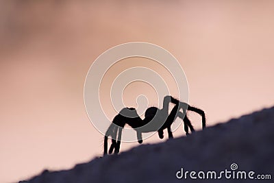 Silhouette of a black tarantula spider on blurred background. Selective focus. Stock Photo