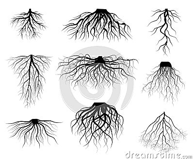 Silhouette Black Tree Roots Various Types Shapes Set. Vector Vector Illustration