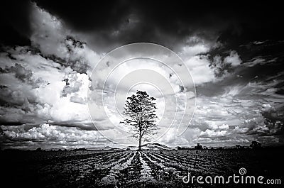 Silhouette Black and White Big tree Background Mountain, Dark Sk Stock Photo