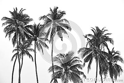 Black and white tropical palm trees Stock Photo