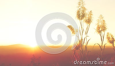 Silhouette Blurs yellow sky wallpaper and background Stock Photo