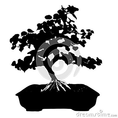 silhouette bonsai plant Stock Photo