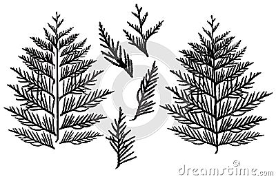 Silhouette of branch thuja, set. Ornamental tree. Separate elements. Vector illustration Vector Illustration