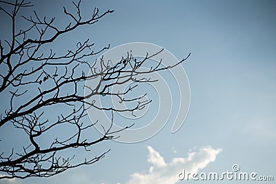 Silhouette branch tree and leafless on blue sky Stock Photo