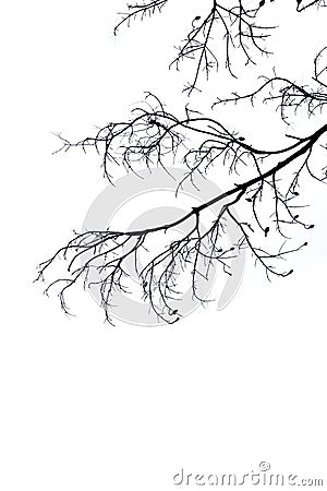 Silhouette branch white background Stock Photo