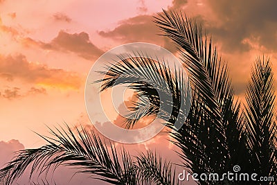 Silhouette of branches of coconut palms trees opposite sunset sky Bottom view Stock Photo