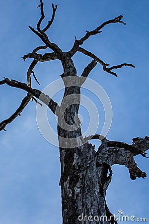 Branches of dead tree now providing homes, nests for wildlife, reaching to blue sky Stock Photo