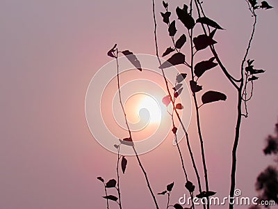 Silhouette branches and leaves with the sunset Stock Photo