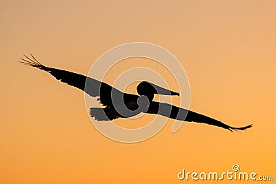 Silhouette of Brown Pelican flying at sunrise Stock Photo