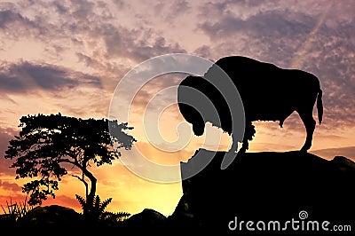 Silhouette of the buffalo Stock Photo