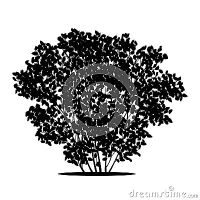 Silhouette bush with leaves and shadow Vector Illustration