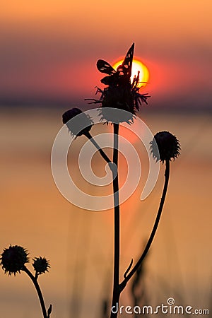 Silhouette of a butterfly sitting on a flower Stock Photo