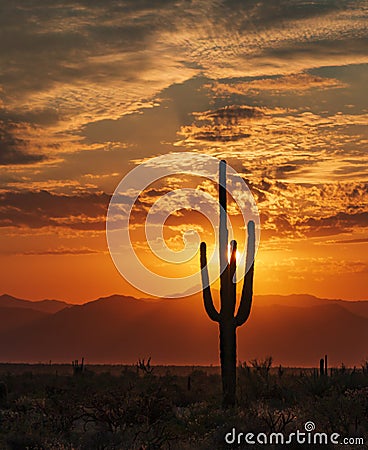 Silhouette Of Cactus At Sunrise In AZ Stock Photo