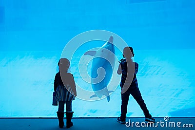 Silhouette children watching dolphin in aquarium Editorial Stock Photo