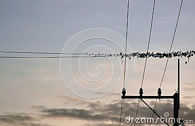 Silhouette climbing weed crawling roll electric wire on sunset sky Stock Photo