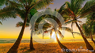Silhouette coconut palm trees on beach at sunset or sunrise sky over sea Amazing light nature colorful landscape Stock Photo