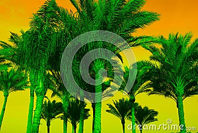 Silhouette coconut palm trees on beach at orange sky. Vintage tone. Green pals and yellow background Stock Photo