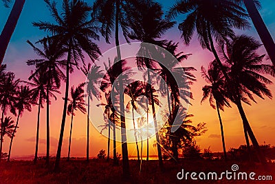 Silhouette coconut palm trees on beach at sunset. Stock Photo