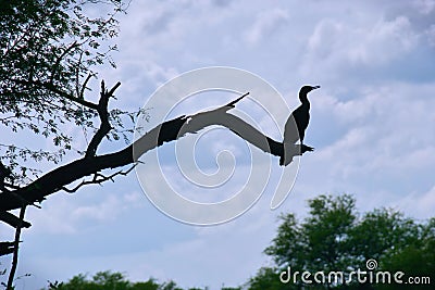 Silhouette of a cormorant in the Keoladeo Ghana National Park in Rajasthan, India Stock Photo