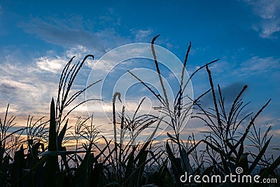 Silhouette corn field meadow farm and blue sky in twilight Stock Photo