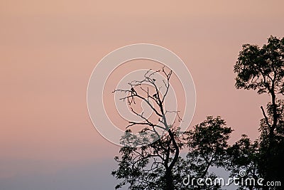 Silhouette of corvid birds roosting in trees at dusk Stock Photo