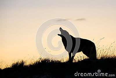 Silhouette of coyote howling at sunrise Stock Photo