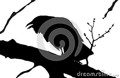 Silhouette of Crow on branch of a tree Stock Photo