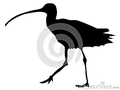 Silhouette of curlew Vector Illustration