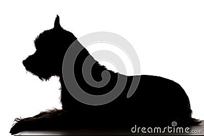Silhouette of a cute Yorkshire Terrier Stock Photo