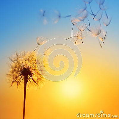 Silhouette of dandelion against the backdrop of the setting sun. Stock Photo