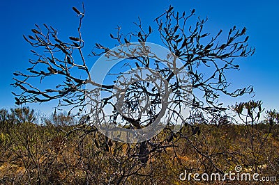 Silhouette of a dead banksia tree, dieback caused by Phytophthora, Australia Stock Photo