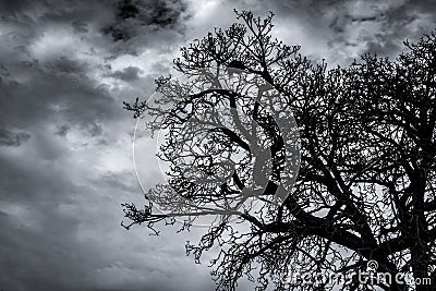 Silhouette dead tree and branch on dark sky and clouds. Background for death, hopeless, despair,sad, and lament concept. Halloween Stock Photo