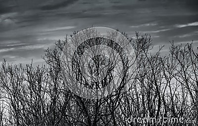 Silhouette dead tree and branch on grey sky background. Black branches of tree. Nature texture background. Art background for sad Stock Photo
