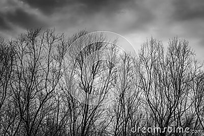 Silhouette dead tree on dark dramatic grey sky and clouds background for scary, death, and peace concept. Halloween day Stock Photo