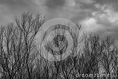 Silhouette dead tree on dark dramatic grey sky and clouds background for scary, death, and peace concept. Halloween day Stock Photo