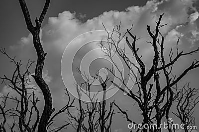Silhouette dead tree on dark dramatic grey sky and white cumulus clouds background for scary, death, and peaceful concept. Art Stock Photo