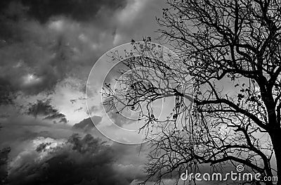 Silhouette dead tree on dark dramatic sky background for scary or death. Halloween night. Hopeless, despair, and lament concept. Stock Photo