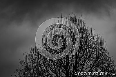 Silhouette dead tree on dark dramatic sky background for scary or death. Halloween night. Hopeless, despair,sad and lament concept Stock Photo