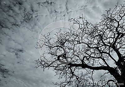 Silhouette dead tree on dark dramatic sky and white clouds. Death, lament, sad, grief, hopeless, and despair concept. Halloween Stock Photo