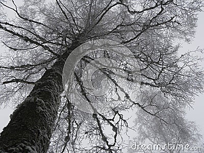 Silhouette of Dead Tree in Fog Stock Photo