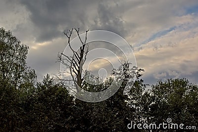 Silhouette of a dead tree in the forest on a cloudy sky Stock Photo