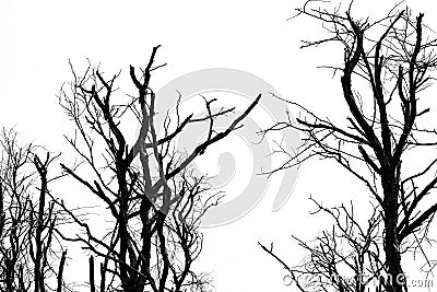 Silhouette dead tree isolated on clear white sky background for Stock Photo