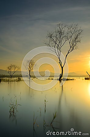 Silhouette of dead tree Stock Photo