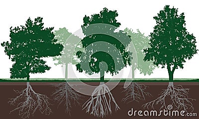 Silhouette of different deciduous trees with green crown and root system in soil. Root structure below ground level. Vector Vector Illustration