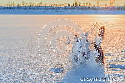 Silhouette dog play in cloud snow dust in the winter sunset. Stock Photo