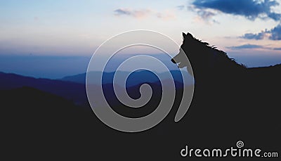 Silhouette of the dog sitting over the hills. Portrait of Border Collie. Stock Photo