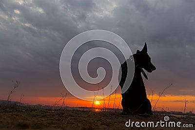 Silhouette of a dog, watching a sunset Stock Photo