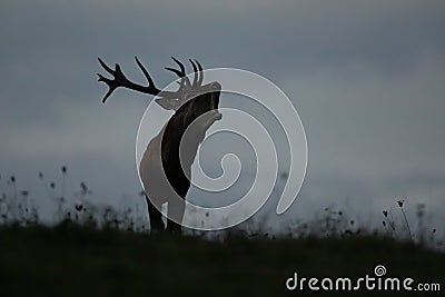 Silhouette of a dominant red deer stag roaring on horizon with sky in background Stock Photo