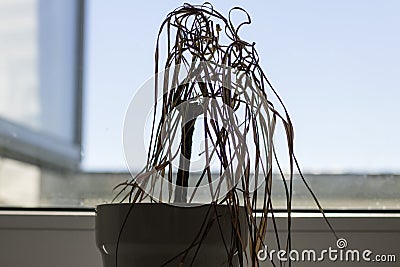 Silhouette of a dried drenched house plant Stock Photo